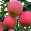 紅富士蘋果種植基地，山東優(yōu)質(zhì)蘋果產(chǎn)地，山東蘋果批發(fā)基地