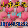 18764958222紅富士一斤多少錢/山東紅富士蘋果價格