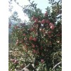 今日紅富士蘋果價(jià)格山東紅富士大蘋果價(jià)格