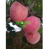 今日山東紅富士蘋果價(jià)格紅富士最新報(bào)價(jià)