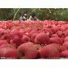 13626331680紅富士蘋果產(chǎn)地批發(fā)價格