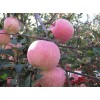 山東紅露蘋果今日價(jià)格 紅露蘋果產(chǎn)地大量供應(yīng)
