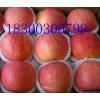 山東精品紅富士蘋果基地購銷中心
