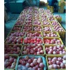 今日供應(yīng)精品紅富士蘋果