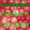 低價供應(yīng)山東精品紅富士蘋果