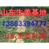 2016年生姜價格預(yù)測