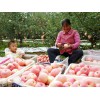 今日供應(yīng)山東精品紅富士庫存果價(jià)格