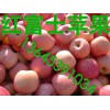 哪里蘋果批發(fā)便宜/哪里蘋果價格便宜質(zhì)量好/山東蘋果供應(yīng)