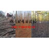 3公分欒樹(shù)價(jià)格,4公分欒樹(shù)價(jià)格,5公分欒樹(shù)價(jià)格
