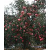 13954972039紅富士大量供應(yīng)