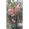 大量供應(yīng)紅富士蘋果