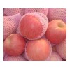 山東紅富士蘋果最新價格