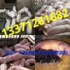 13371261682常年出售優質仔豬