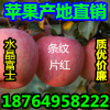 １８７６４９５８２２２紅富士蘋果產(chǎn)地價(jià)格/山東紅富士蘋果代收