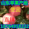 山東紅富士蘋果年底大促銷，批發紅富士蘋果產地最新價格
