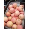 山東蘋果產地供應、紅富士蘋果銷售基地、紅富士蘋果價格