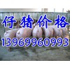 山東仔豬批發(fā)價格基地供應山東仔豬