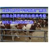 山東優質肉牛犢養殖推廣中心15953957198