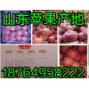 供應(yīng)最新紅富士蘋果報價，山東蘋果批發(fā)基地，山東蘋果產(chǎn)地