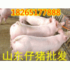 18265177888仔豬苗豬批發基地