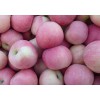 山東紅富士蘋(píng)果實(shí)時(shí)行情，山東冷庫(kù)蘋(píng)果批發(fā)