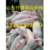 【15762399979】山東小豬養殖基地