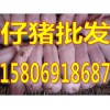 三元仔豬繁育基地今日仔豬供應(yīng)價(jià)格