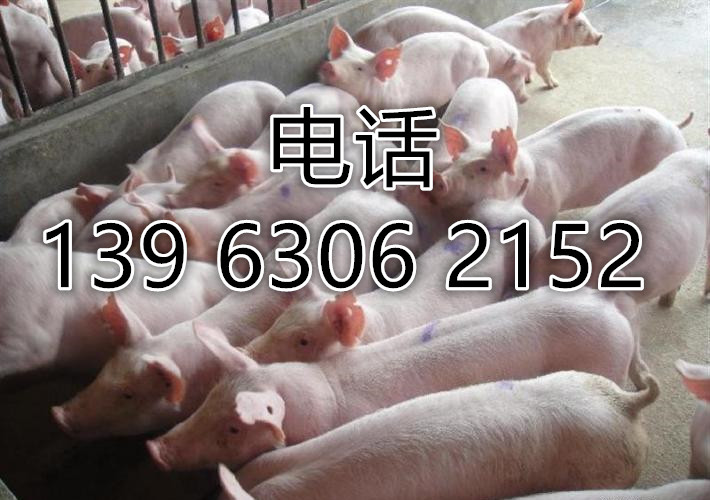 仔豬價格 苗豬繁殖基地價格 種豬專業培育廠家