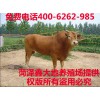 肉牛牛苗價格