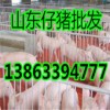 仔豬批發(fā)山東優(yōu)良仔豬產(chǎn)地批發(fā)
