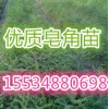 西府海棠、五角楓、合歡苗、皂角小苗、連翹、牡丹苗