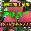 １８７６４９５８２２２蘋果掉價/山東庫存紅富士蘋果批發產地