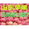 １５８０６９１８６８７山東冷庫蘋果批發(fā)今日紅富士蘋果銷售價(jià)格