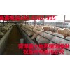 優良肉羊品種育肥羊最新報價