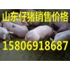 15806918687山東仔豬供應價格