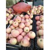 山東蘋果市場動(dòng)態(tài)，紅富士蘋果批發(fā)行情