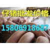 出售仔豬今日仔豬銷售價格15806918687