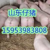 山東仔豬價格行情