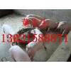 13021588871二元三元仔豬供應