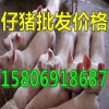 出售仔豬15806918687山東仔豬批發價格行情