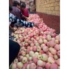 紅富士蘋果產地銷售，今天報價趨勢