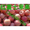 蘋果批發哪里蘋果價格便宜質量好/山東蘋果供應