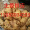 低價供應山東生姜價格