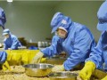 河北承德食用菌深加工企業帶動群眾增收
