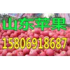 批發蘋果15806918687山東蘋果報價