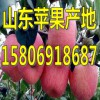 山東紅富士蘋果供應(yīng)今日蘋果交易價格