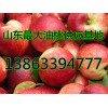 供應(yīng)山東大棚油桃
