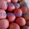 山東庫存紙袋紅富士蘋果最新價格