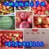 １８７６４９５８２２２油桃掉價/山東西瓜/甜瓜/油桃產地價格