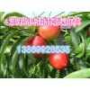 大量?jī)?yōu)質(zhì)油桃基地